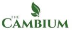 cambium